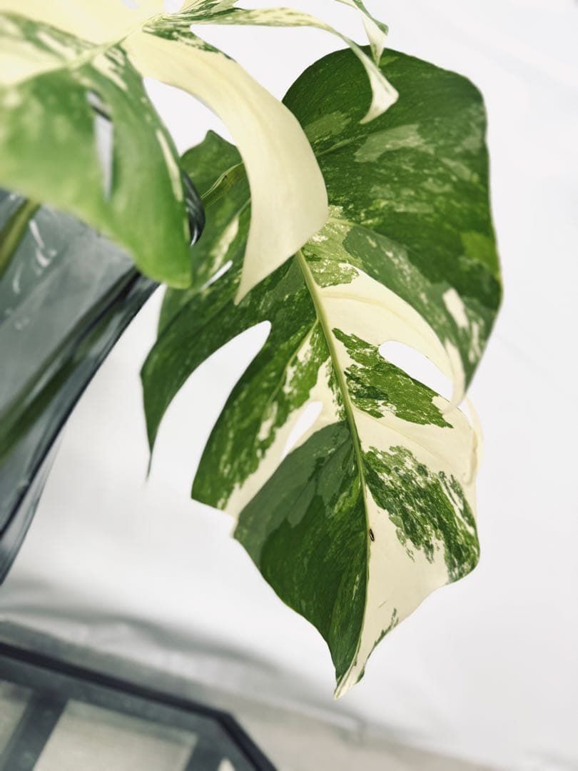 美❅ 斑入りモンステラ アルボ ホワイトタイガー 発根済みトップカット 極上株