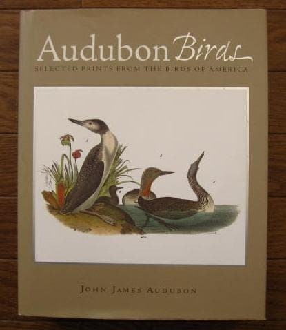 Audubon Birds : 版画 / 野鳥 / Botanical Art