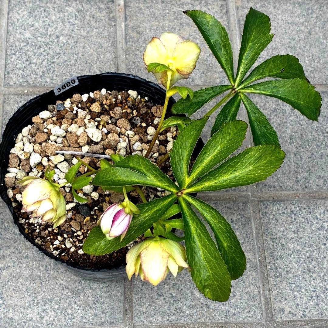 3889☘️2年間管理株☘️超レア☘️⭐️ミスト⭐️グリーンリップ カラー⭐️曽田園芸⭐️