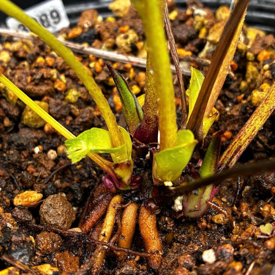 3889☘️2年間管理株☘️超レア☘️⭐️ミスト⭐️グリーンリップ カラー⭐️曽田園芸⭐️