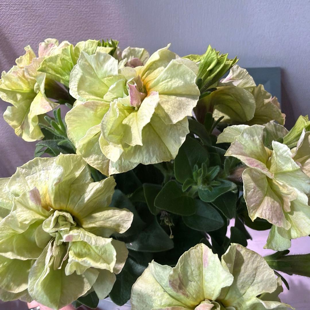 ぷらむ様　確認用　プルミエシフォン