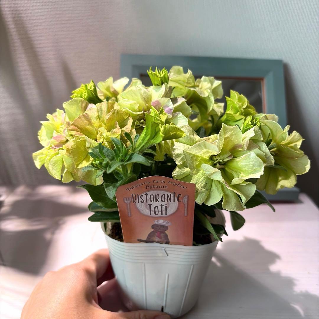 ぷらむ様　確認用　プルミエシフォン