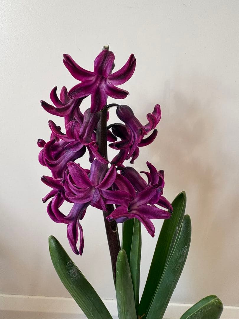 訳あり ヒヤシンス ウッドストック 開花株 3号ポット 球根植物 花苗 現品