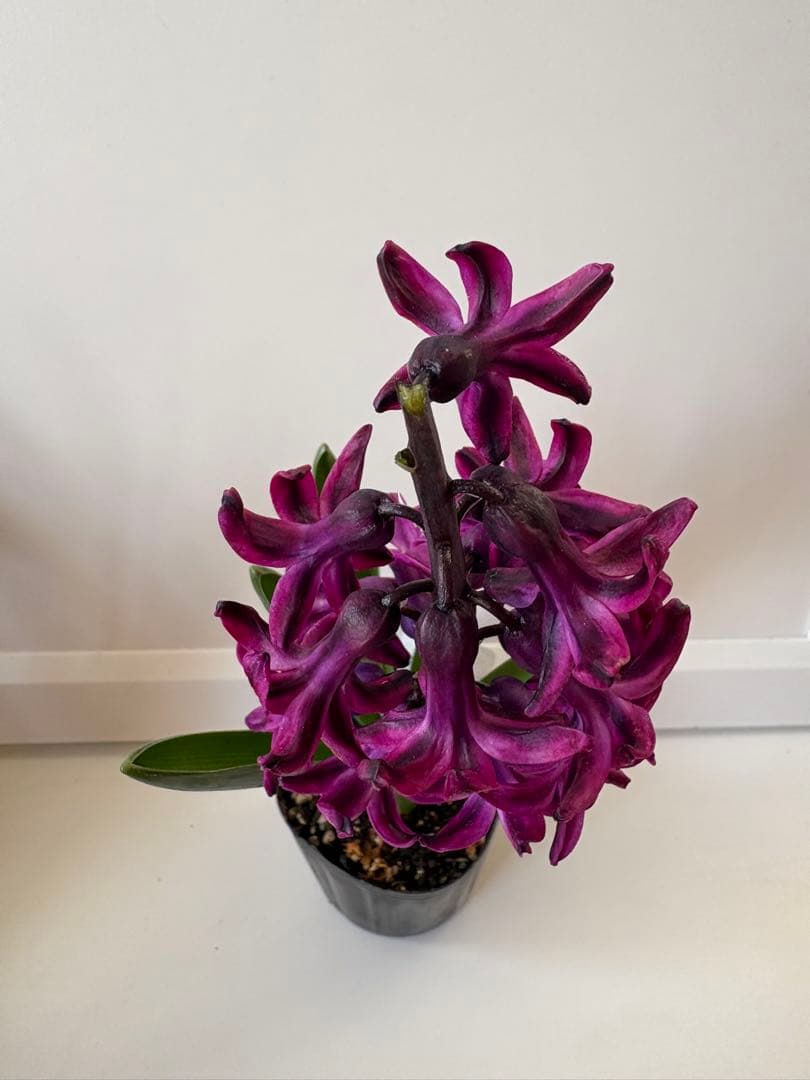 訳あり ヒヤシンス ウッドストック 開花株 3号ポット 球根植物 花苗 現品