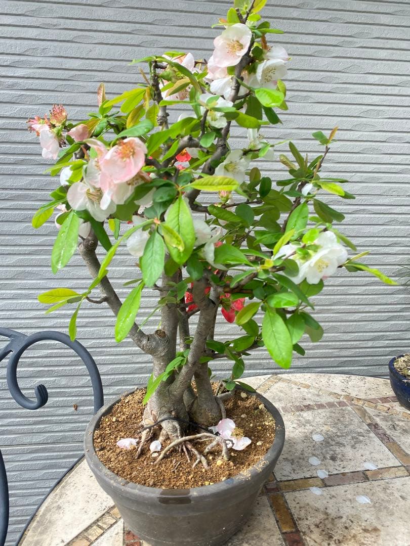 ボケ盆栽　根張り良い