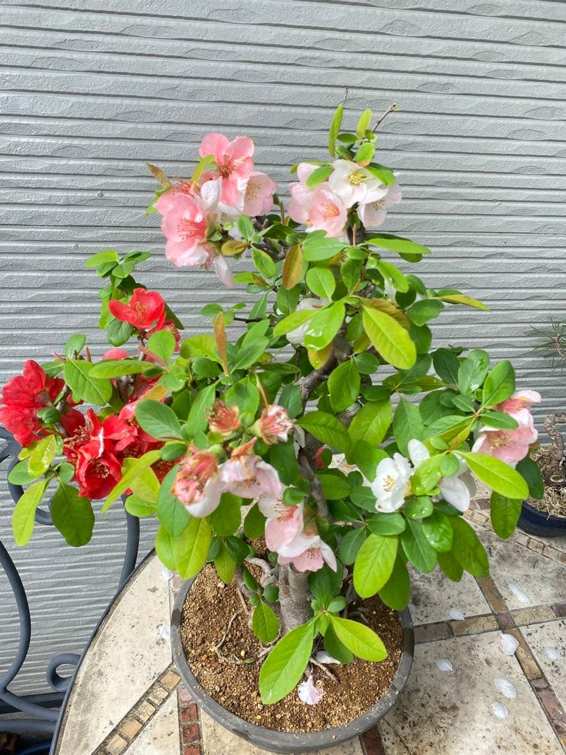 ボケ盆栽　根張り良い