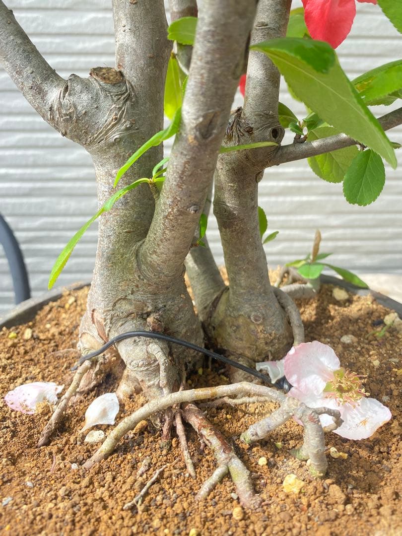 ボケ盆栽　根張り良い