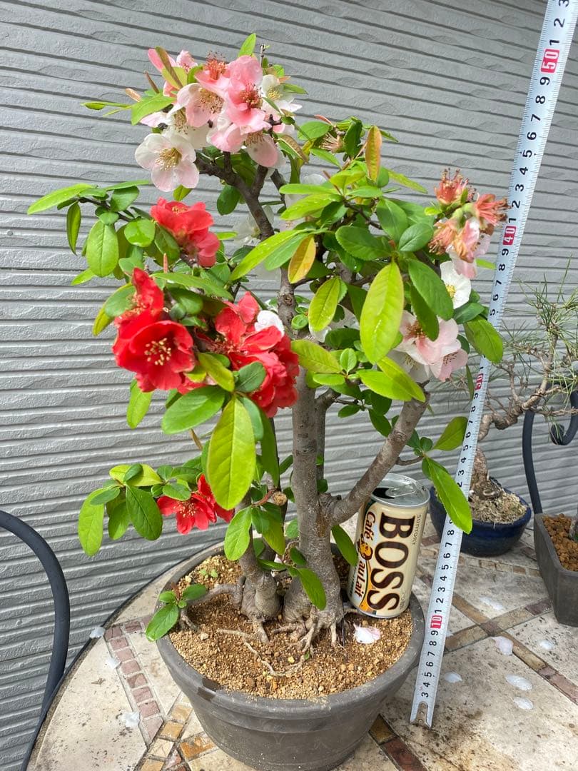 ボケ盆栽　根張り良い