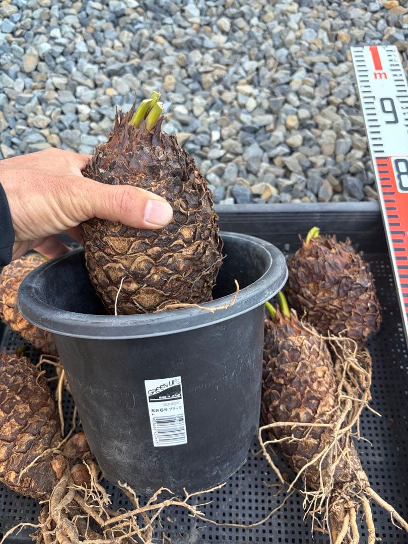 蘇鉄　ソテツ　5株セット　発根済み　抜き苗　オマケ1株付き　鹿児島❗️