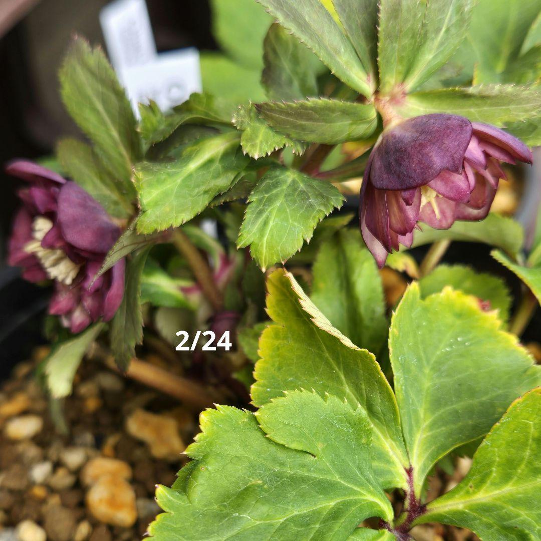 未株分　ブラウンミスティークdd　クリスマスローズ　大木ナーセリー