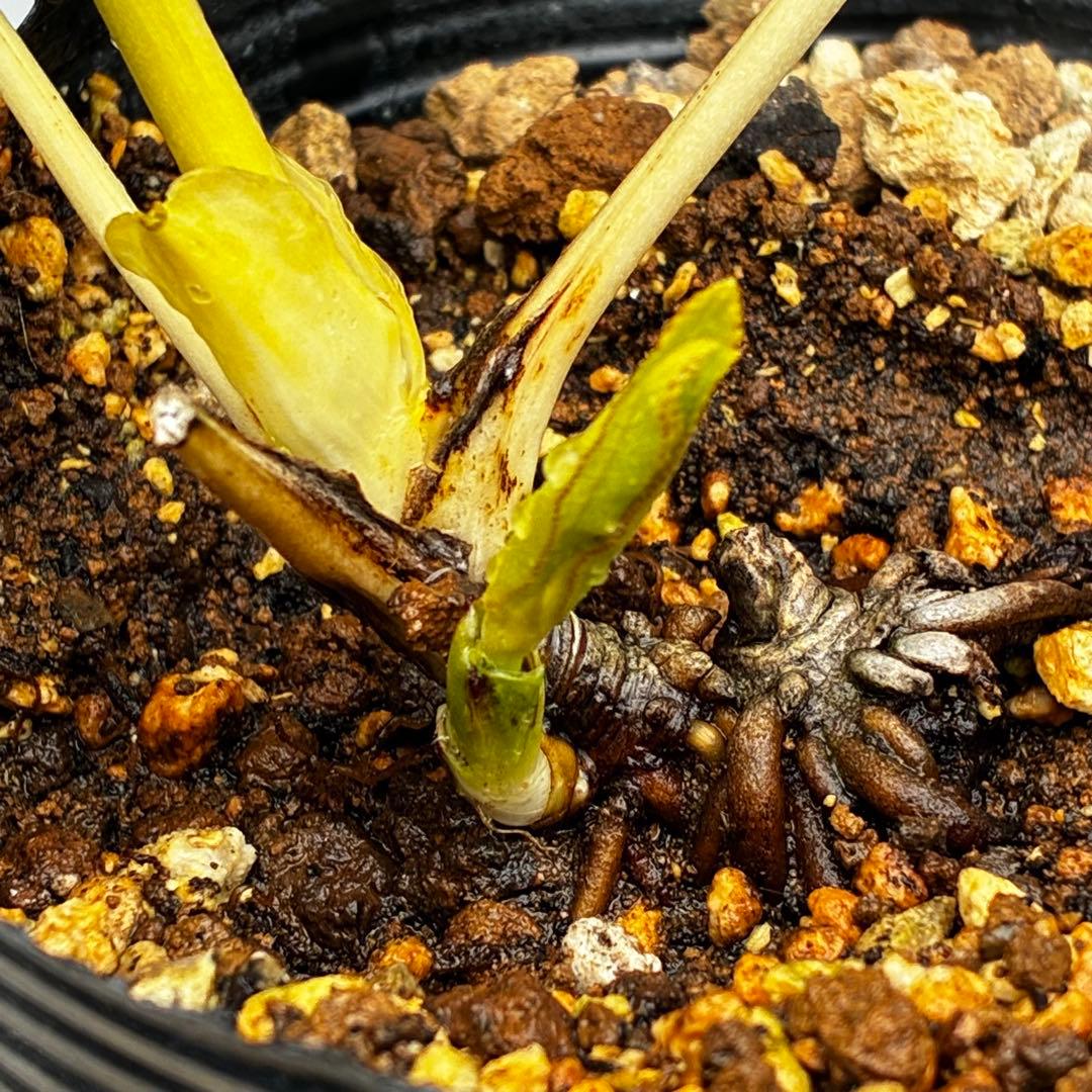 3870☘️2年間管理株☘️⭐️アルビノ的 透明感⭐️加藤農園⭐️