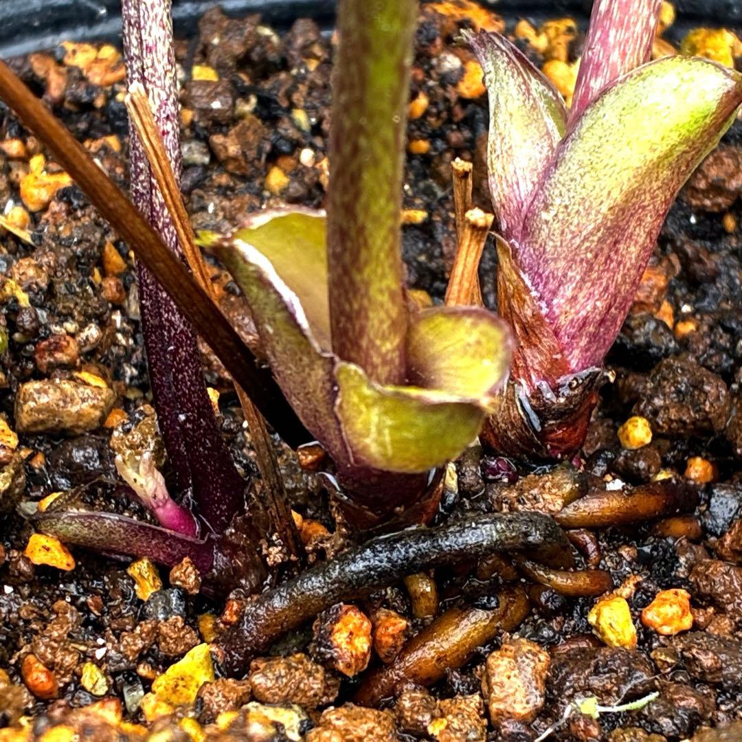 3885☘️2年間管理株☘️ ⭐️艶ピコ⭐️ブラック⭐️小輪⭐️赤蕊⭐️広瀬園芸⭐️