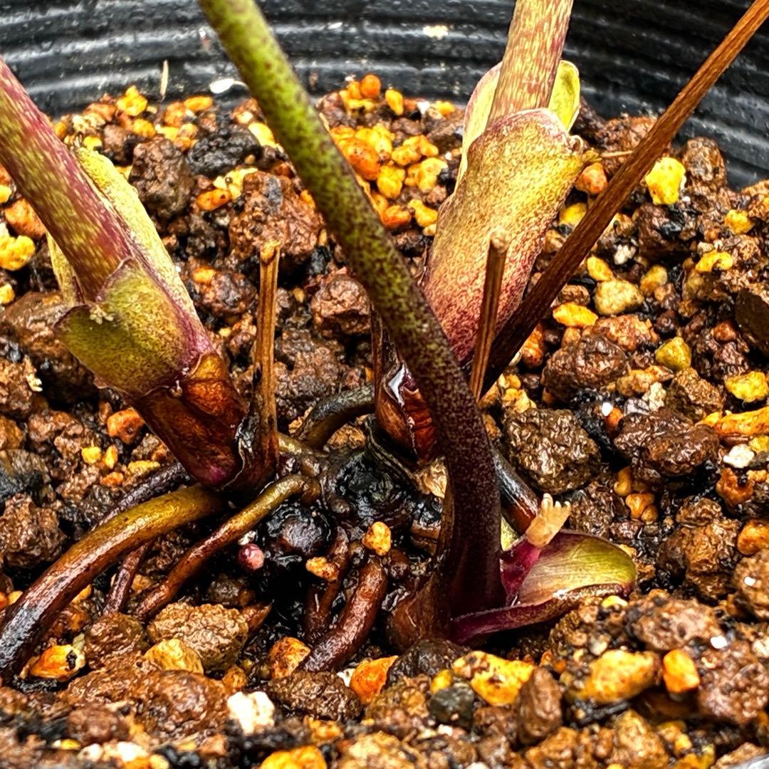 3885☘️2年間管理株☘️ ⭐️艶ピコ⭐️ブラック⭐️小輪⭐️赤蕊⭐️広瀬園芸⭐️