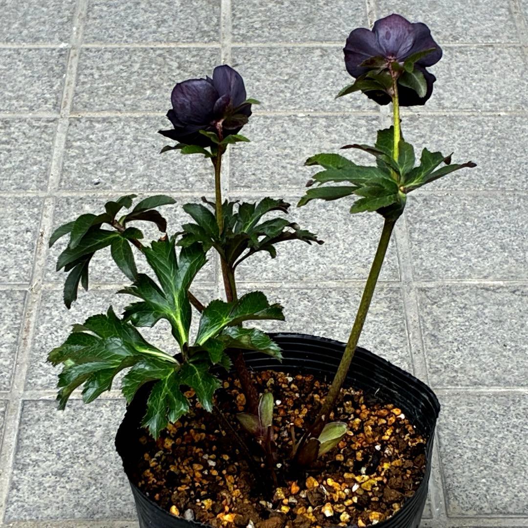 3885☘️2年間管理株☘️ ⭐️艶ピコ⭐️ブラック⭐️小輪⭐️赤蕊⭐️広瀬園芸⭐️