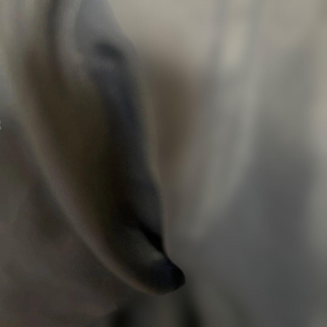 FILA ベンチコート ネイビー/レッド