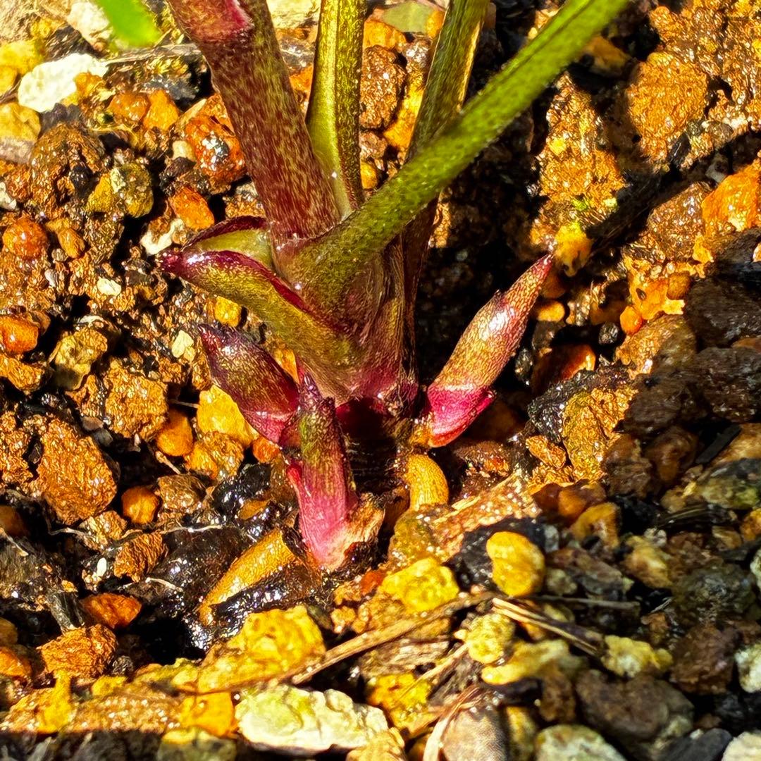 3921☘️1年間管理株☘️⭐️小輪⭐️透明感ピンク⭐️樋口さん⭐️