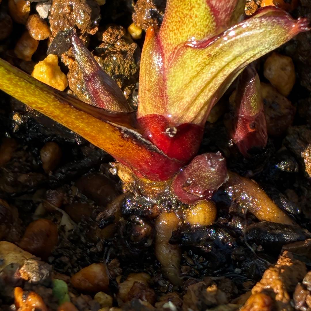 3921☘️1年間管理株☘️⭐️小輪⭐️透明感ピンク⭐️樋口さん⭐️