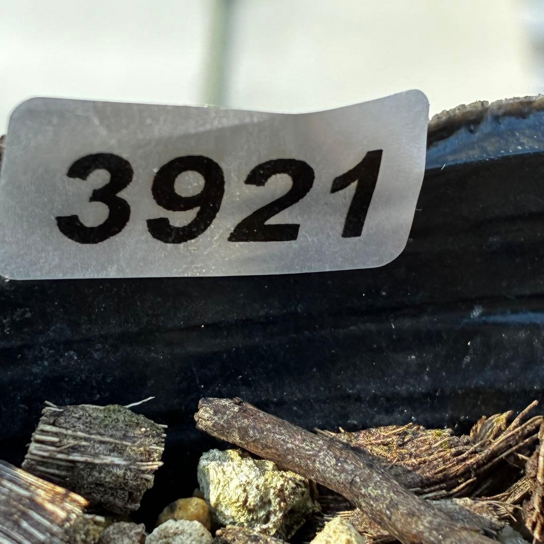 3921☘️1年間管理株☘️⭐️小輪⭐️透明感ピンク⭐️樋口さん⭐️