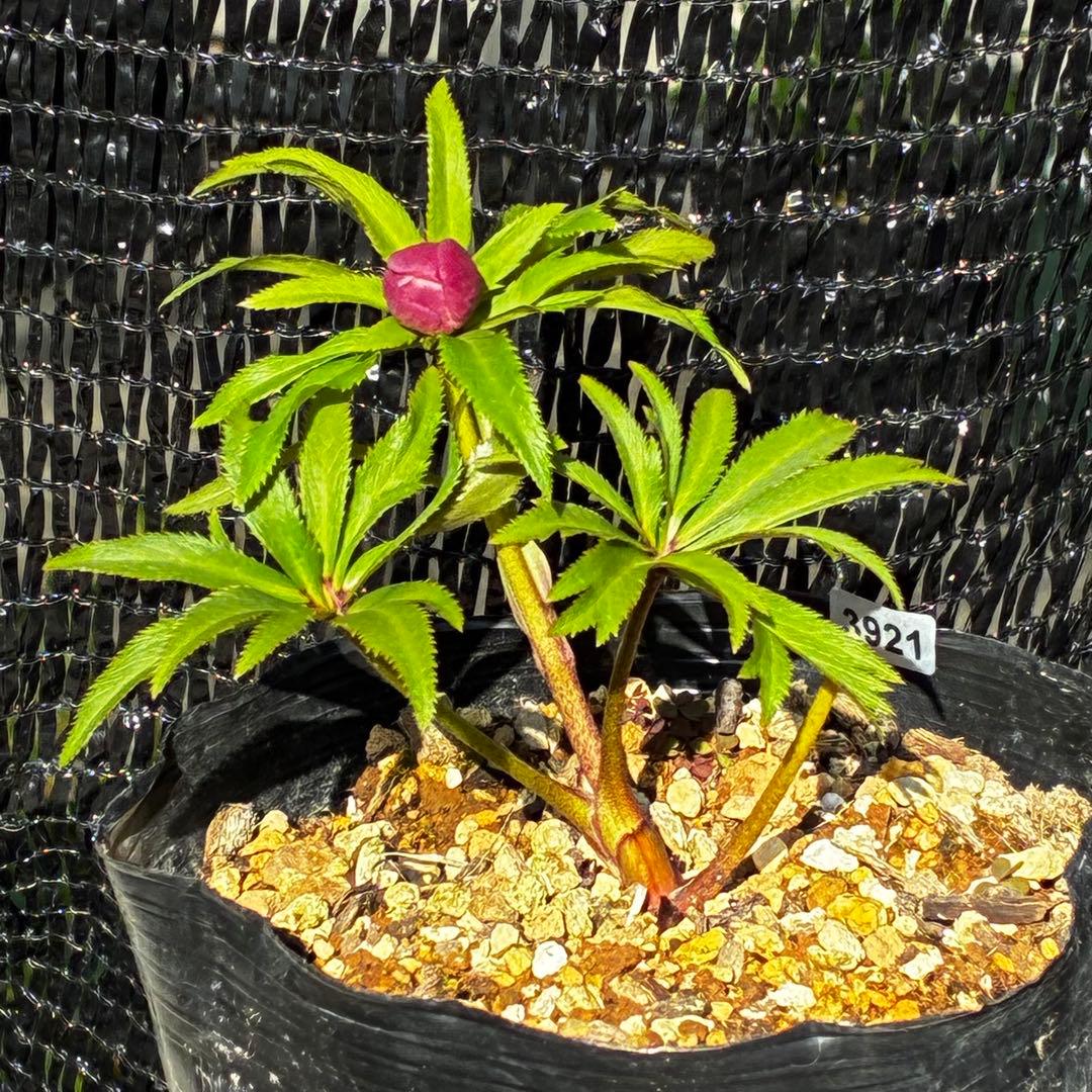 3921☘️1年間管理株☘️⭐️小輪⭐️透明感ピンク⭐️樋口さん⭐️