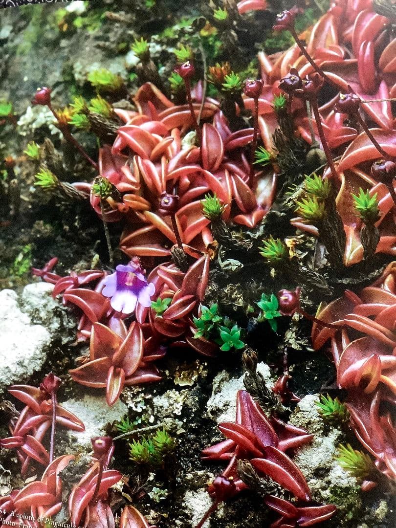 【洋書_図鑑】ラテンアメリカのムシトリスミレ