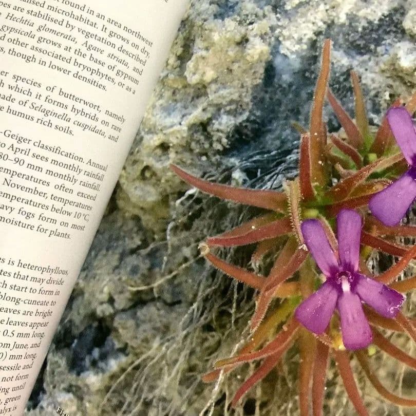 【洋書_図鑑】ラテンアメリカのムシトリスミレ