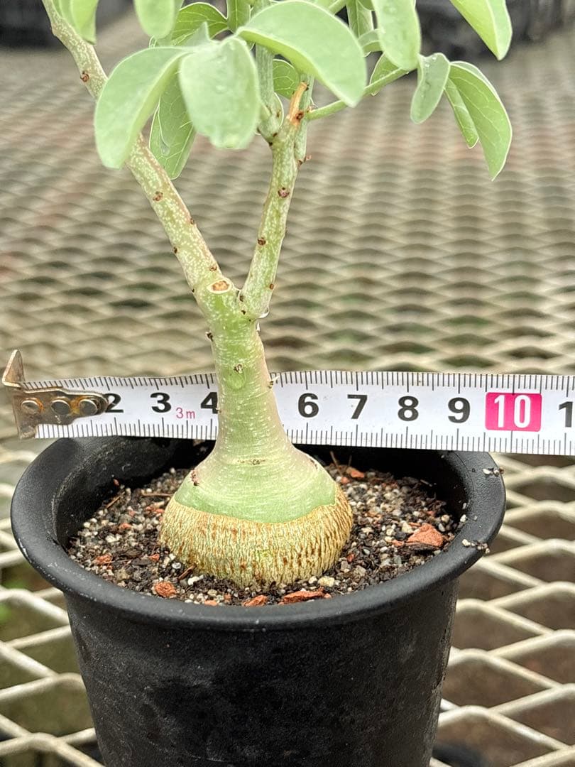 アデニア　グラウカ　国内実生　①