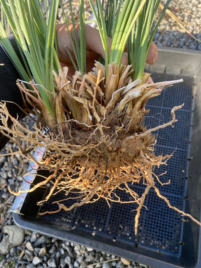 カリバナスフーケリー 大株