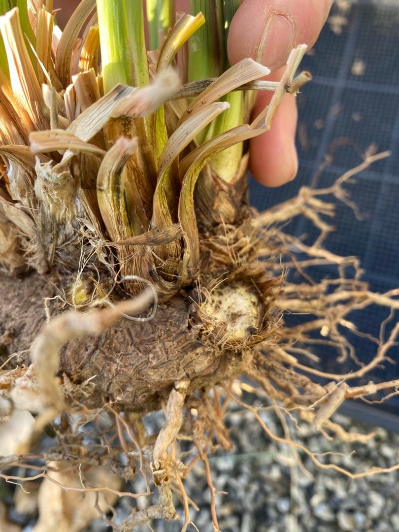 カリバナスフーケリー 大株