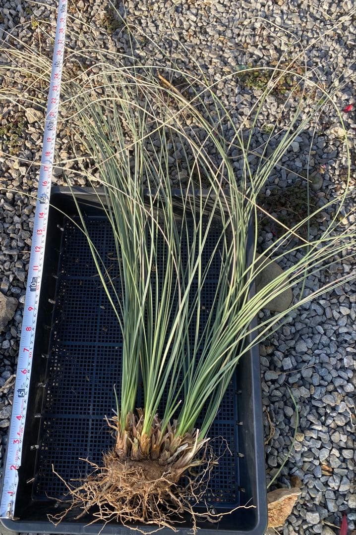 カリバナスフーケリー 大株