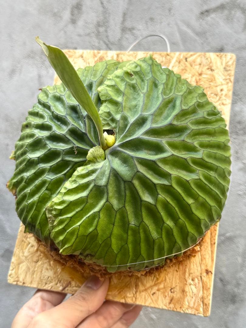 【ビカクシダ・マダガスカリエンセ】