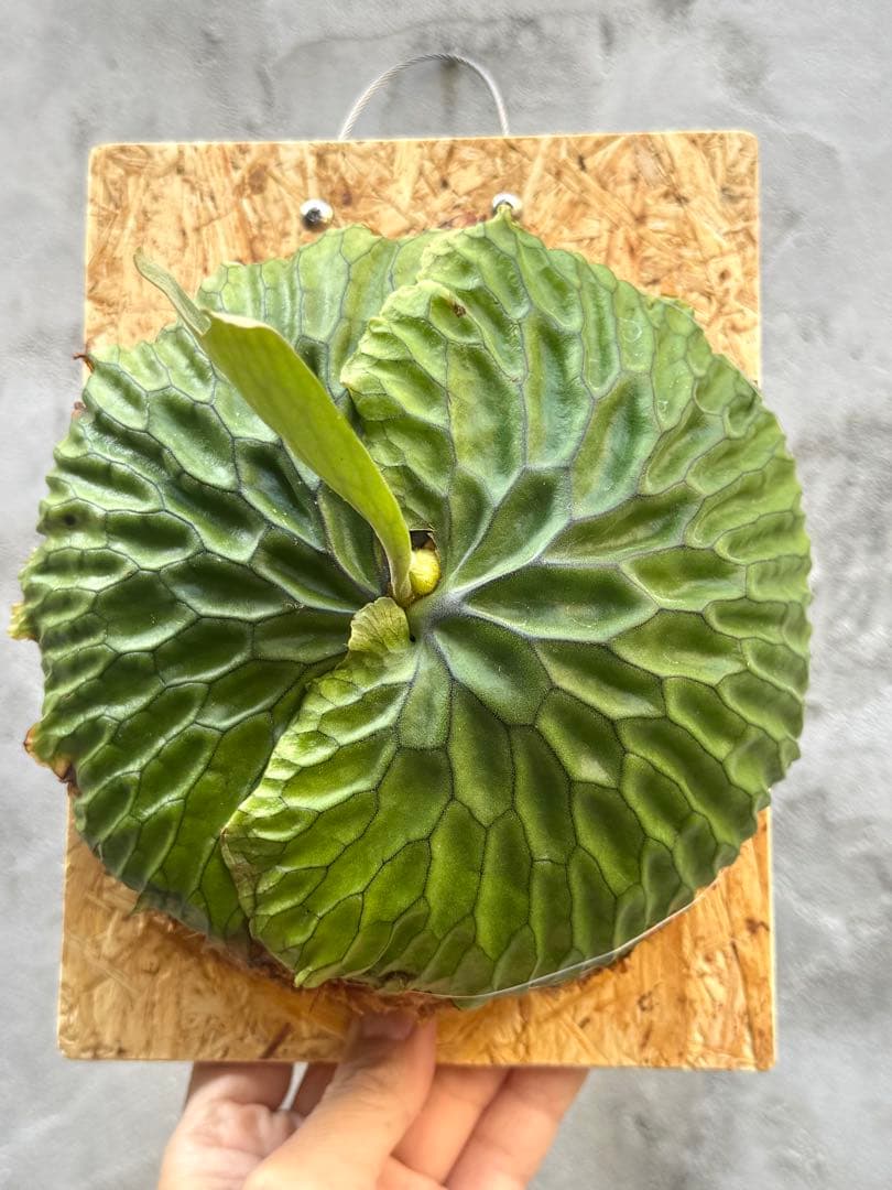 【ビカクシダ・マダガスカリエンセ】