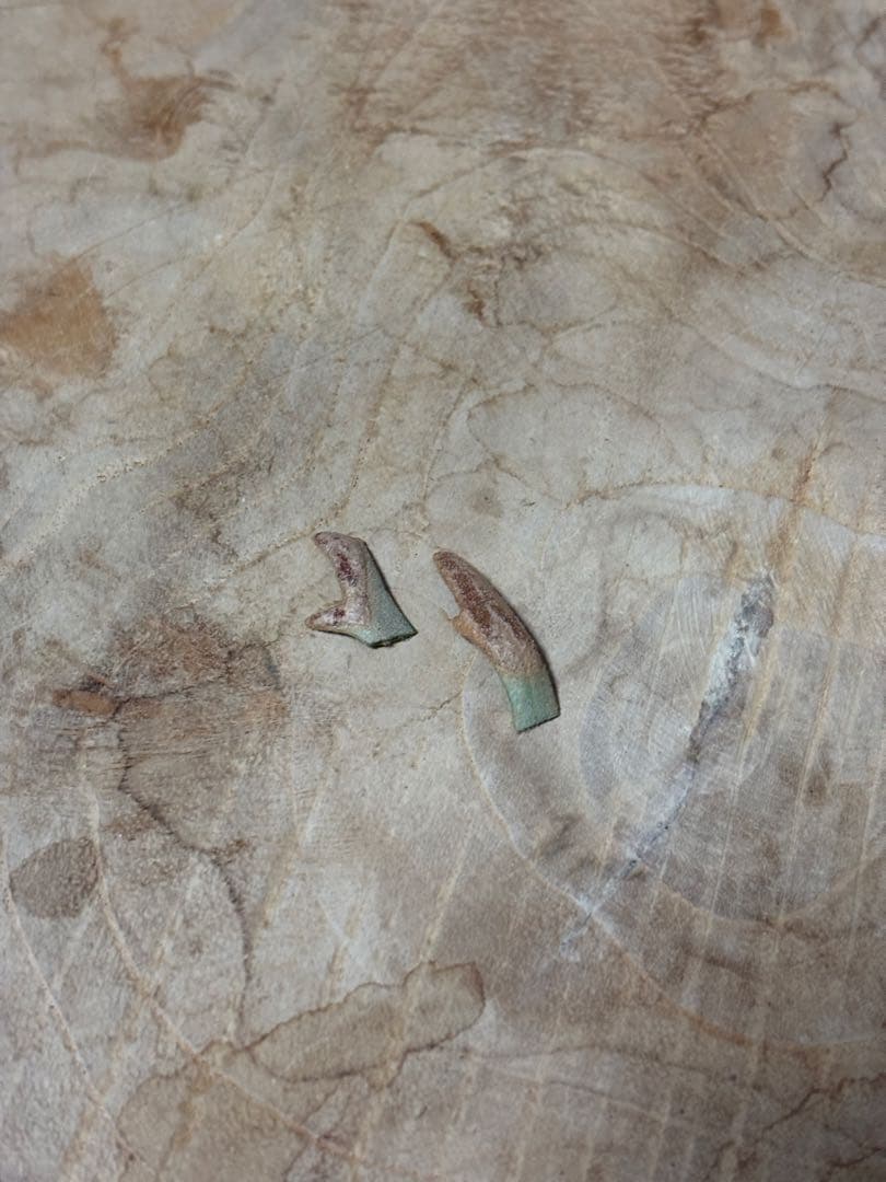 willinckii Jenny #1 & OMG胞子 セット comolebi