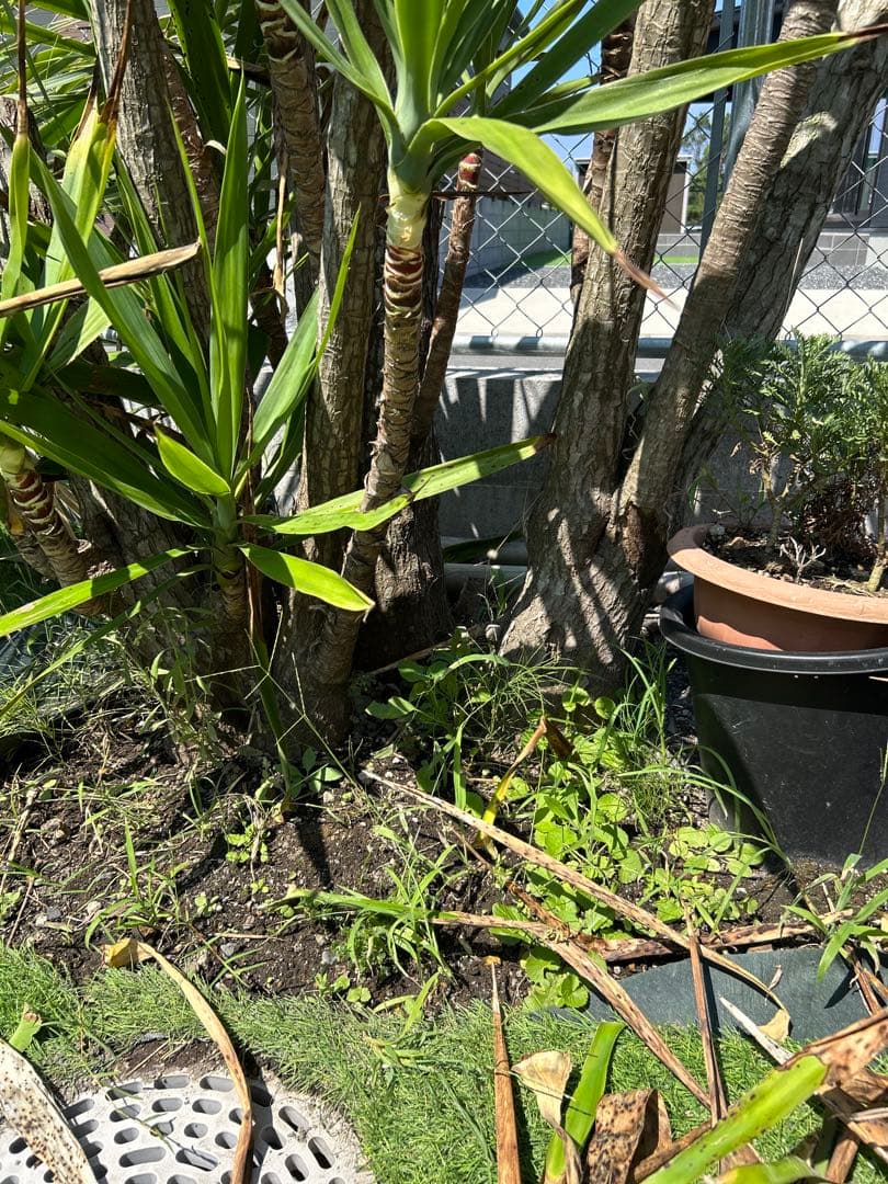 大型なユッカ エレファンティペス約3メートル