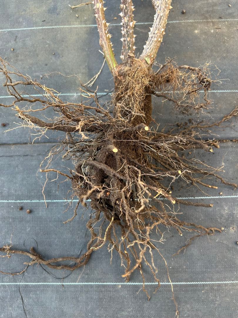 超大苗　キャサリンモーレー　廃盤　イングリッシュローズ　正規品