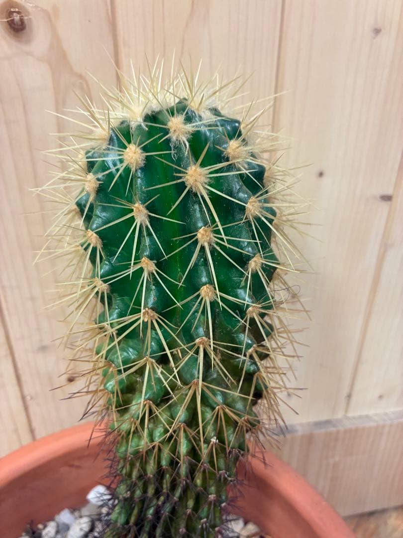 緑色のサボテン 約30cm