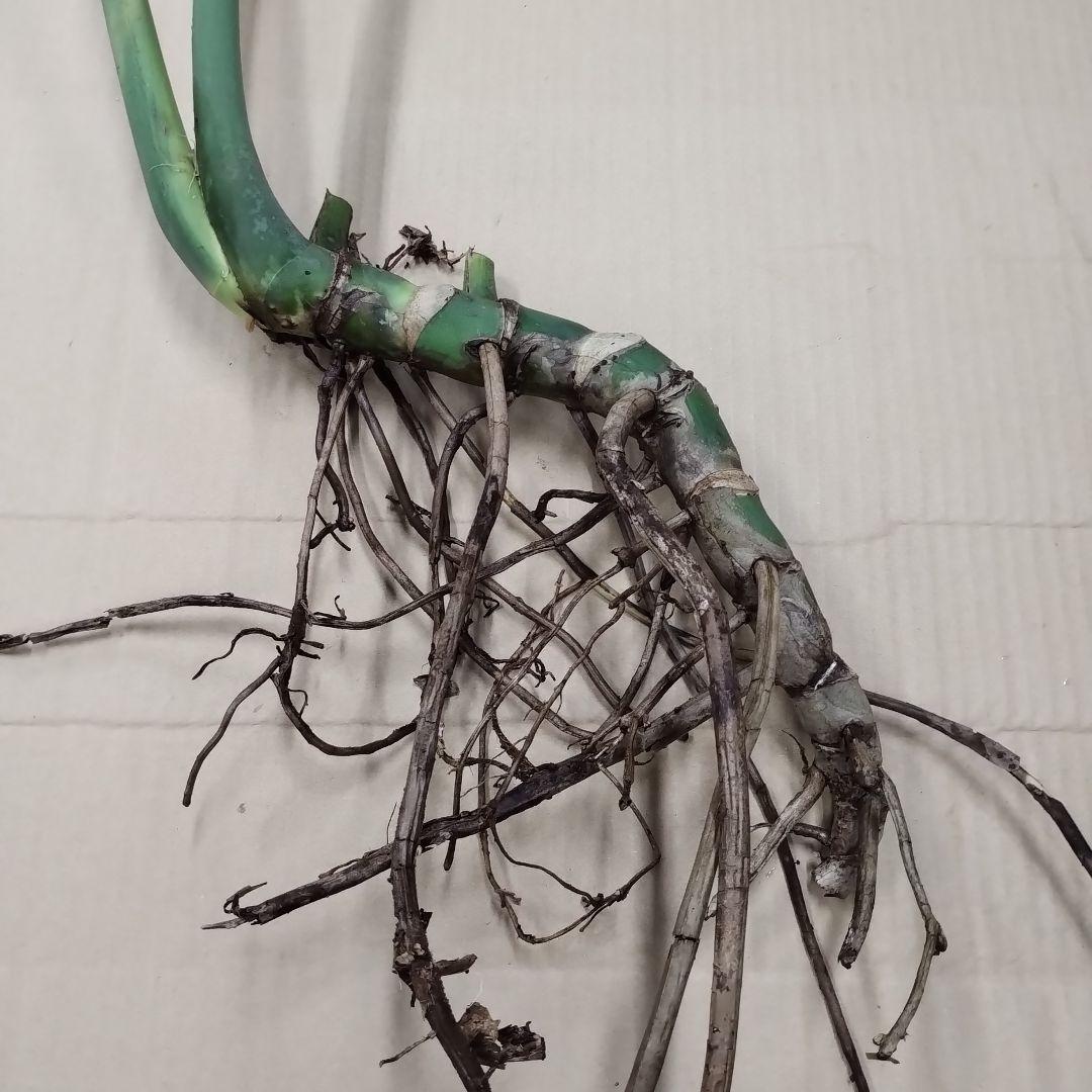 ①訳ありモンステラ 大きな葉 観葉植物