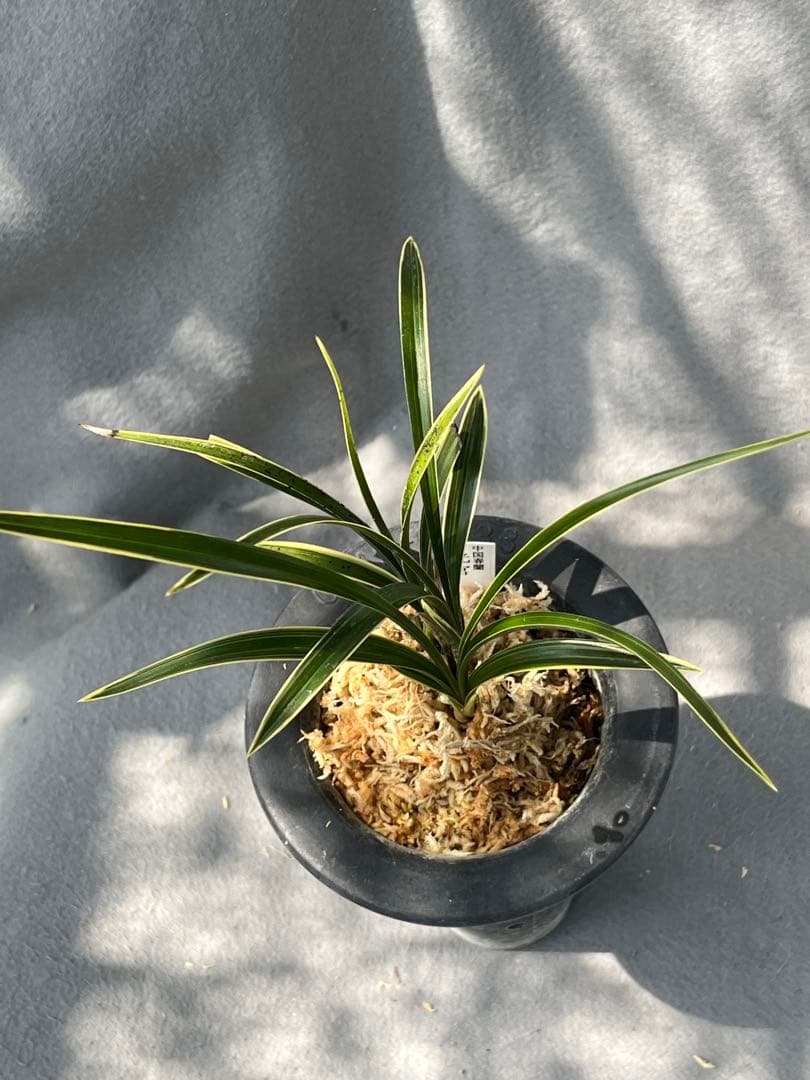 中国春蘭　環球荷鼎白覆輪『光宮』4本立 春蘭　中国蘭　東洋蘭　山野草　多肉植物