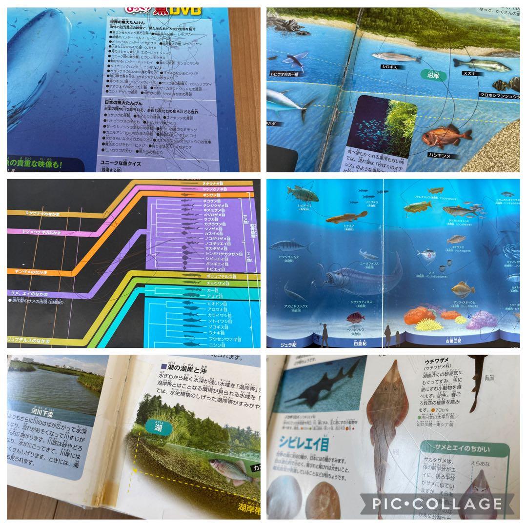 定価26840円　小学館の子ども図鑑　NEO　11冊　セット　DVD付