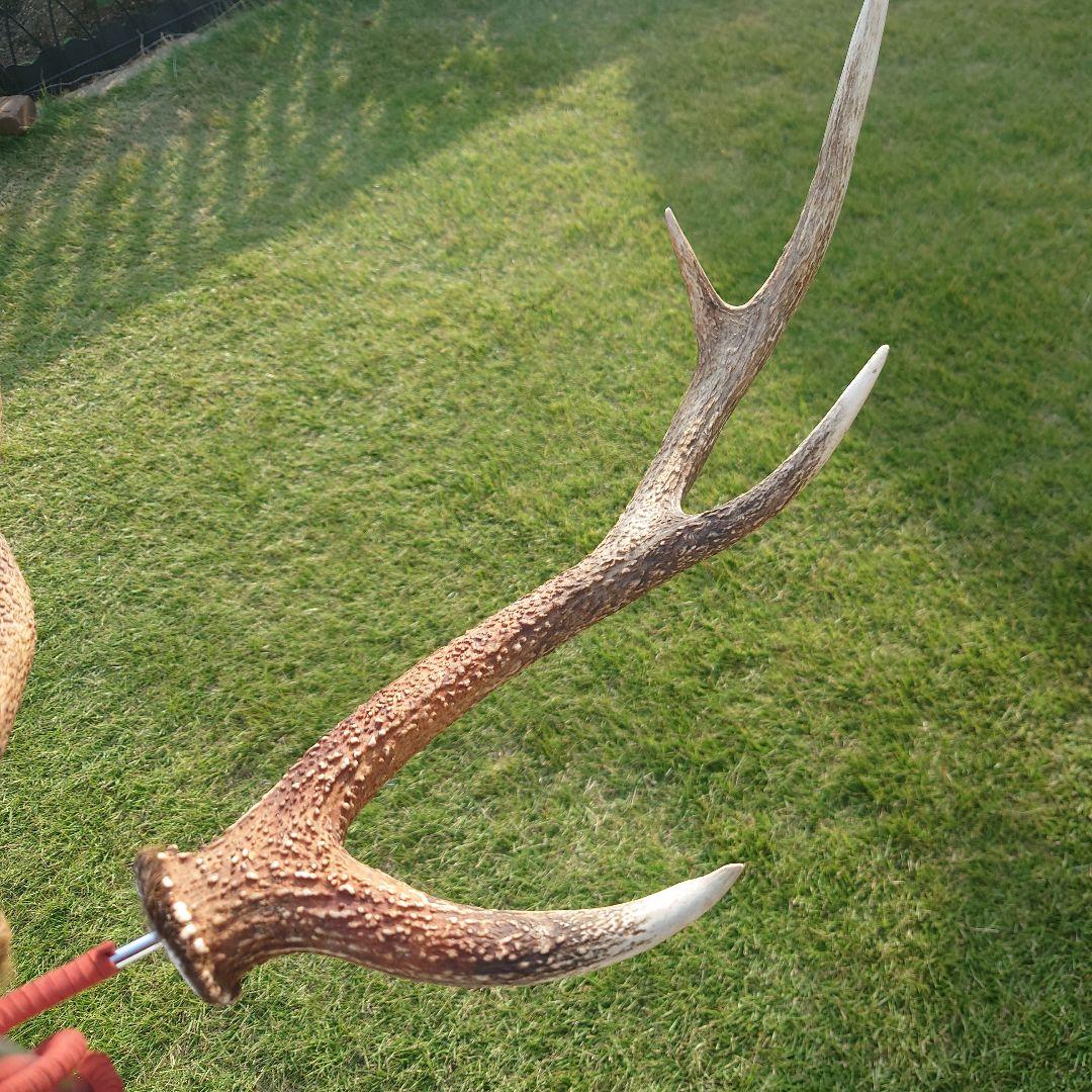 ２本セット　鹿の角　ランタンハンガー　スウェード加工