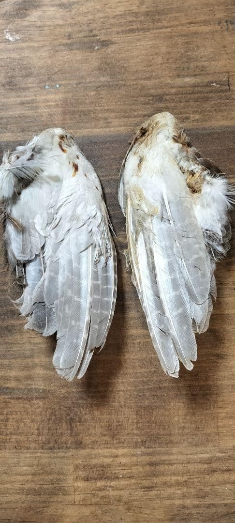 【フライタイイング】ハックル ケープ・クイル 5点まとめ売り