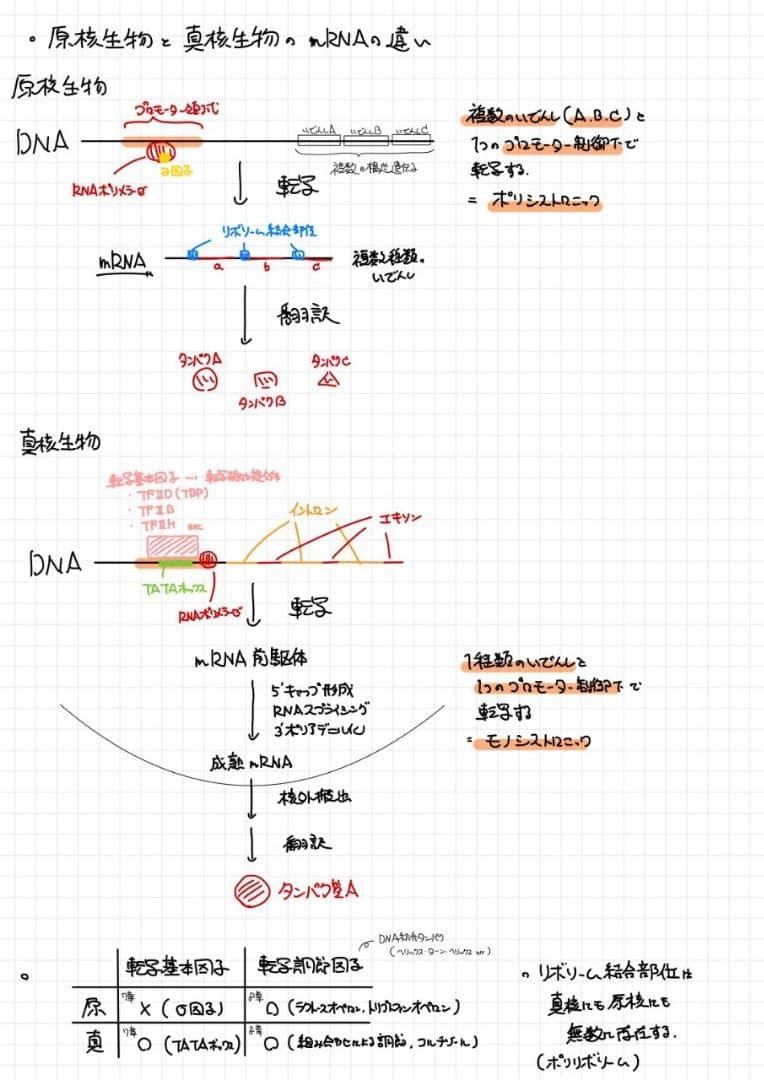エッセンシャル細胞生物学 自作問題集