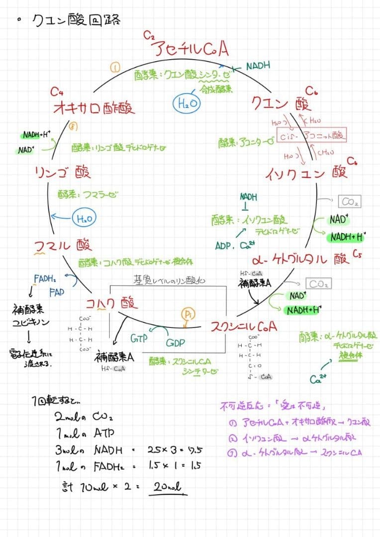 エッセンシャル細胞生物学 自作問題集