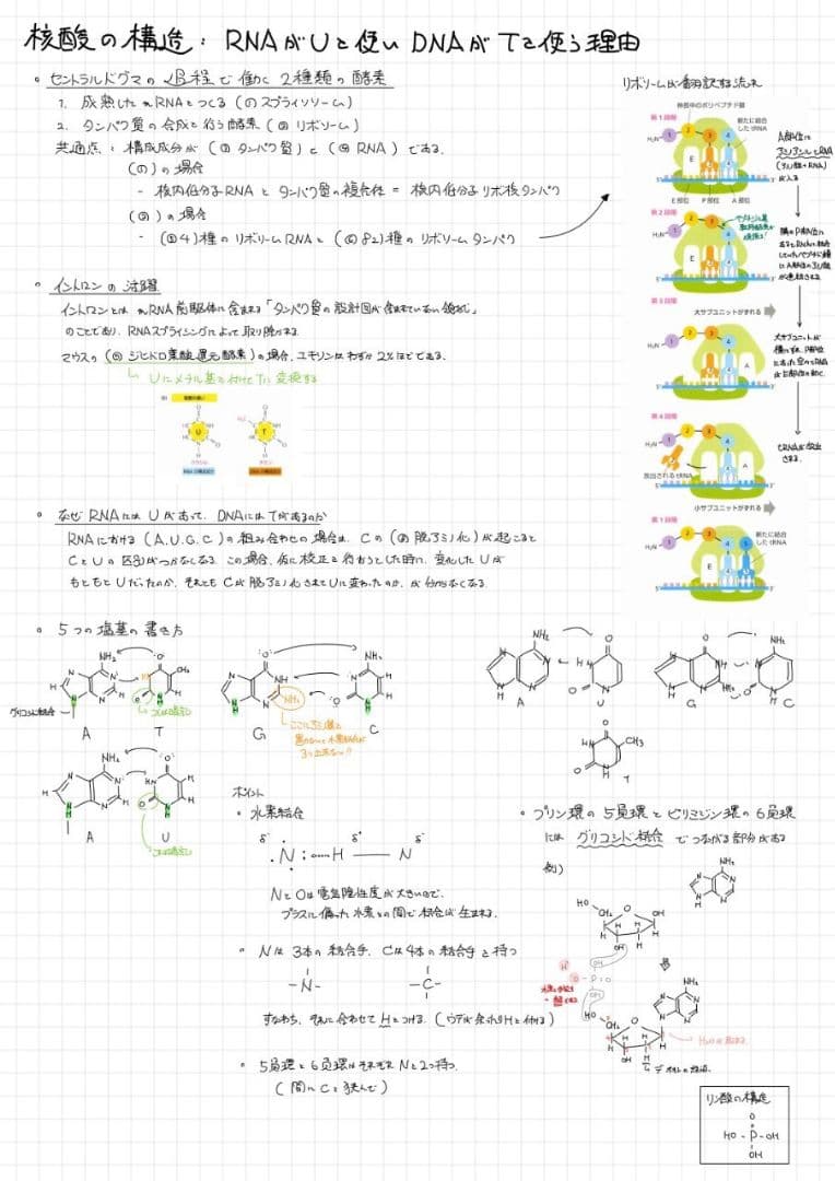 エッセンシャル細胞生物学 自作問題集