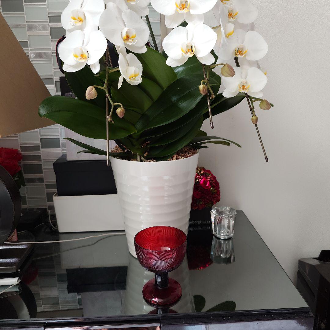 イッタラ　ミランダ　ボウル　美品