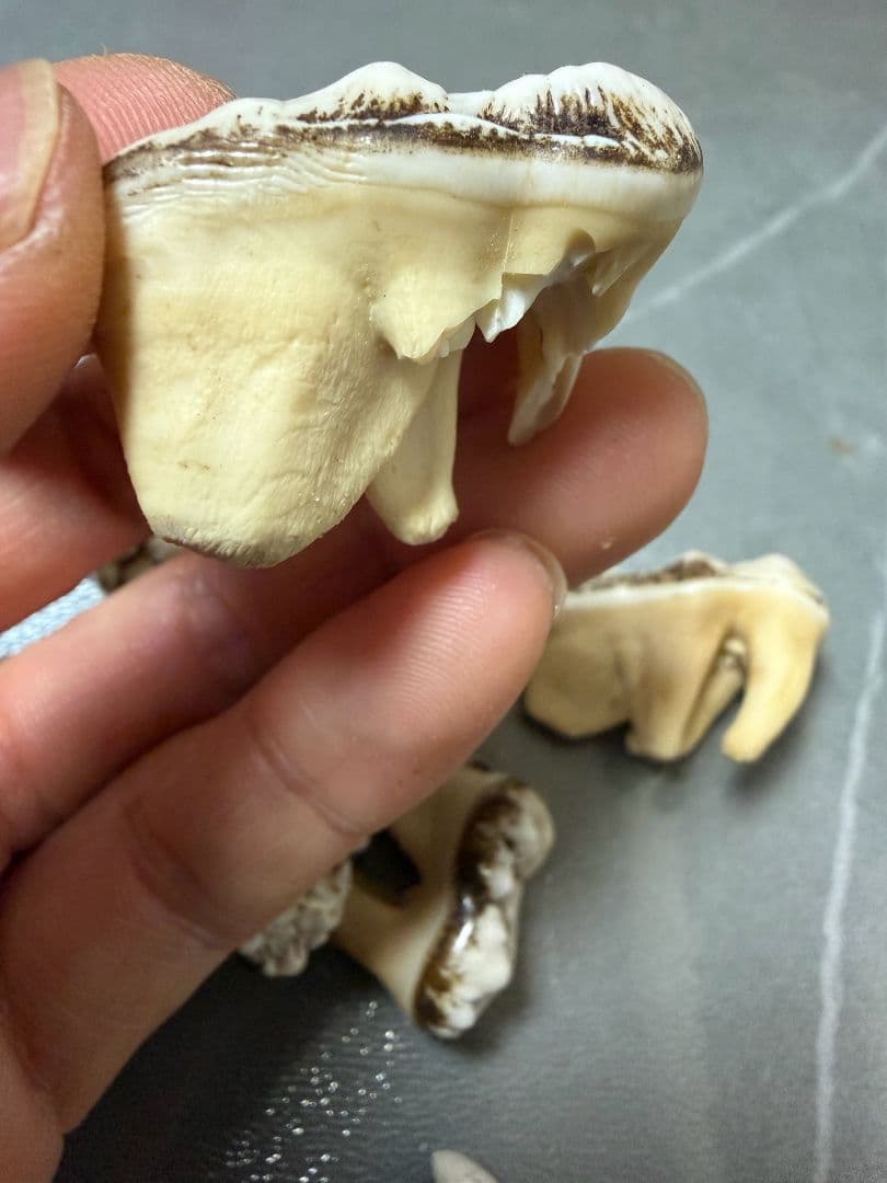 熊の牙 熊歯