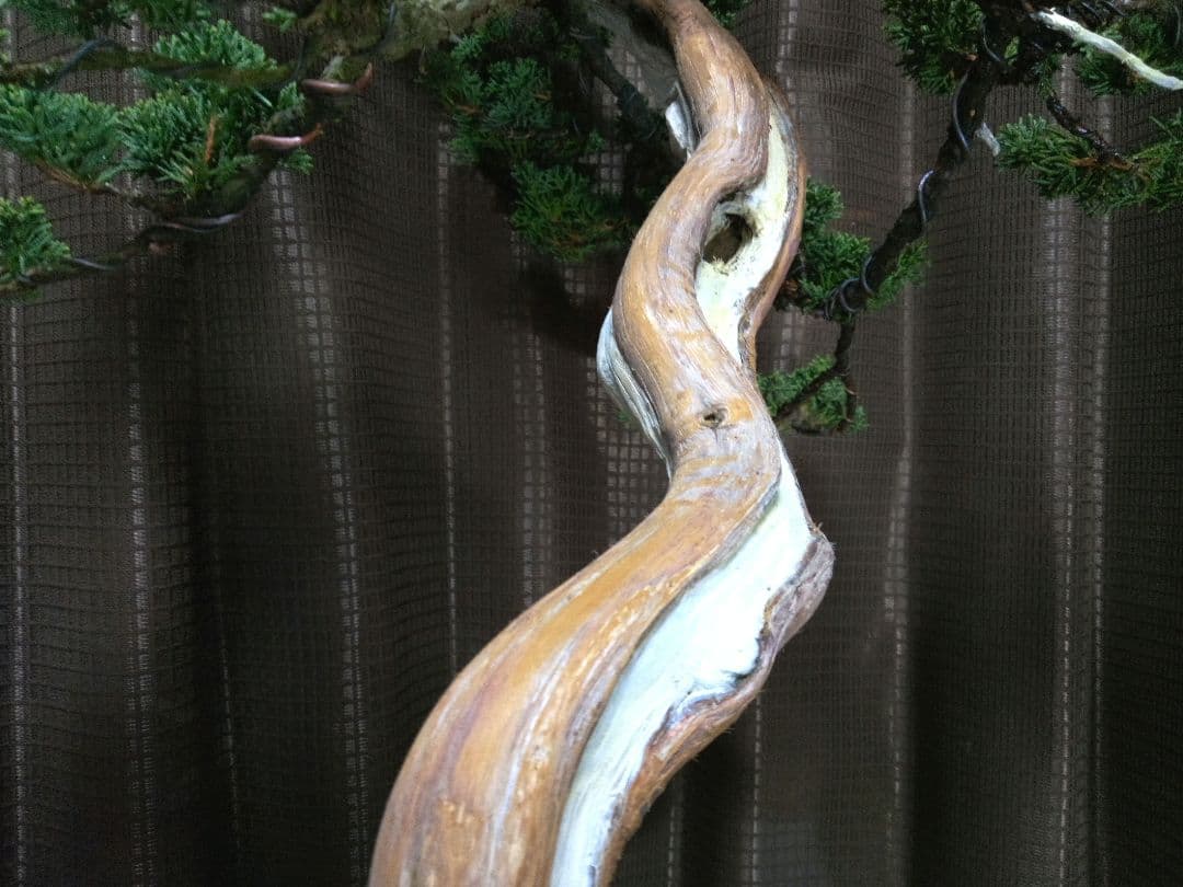 【樹高 53㎝　真柏盆栽】　　　　⭕SNCF 様…専用❗