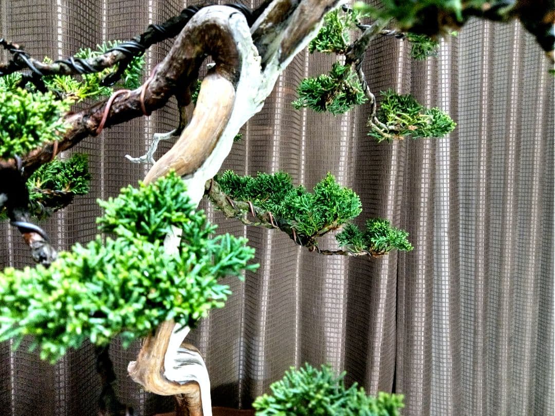 【樹高 53㎝　真柏盆栽】　　　　⭕SNCF 様…専用❗