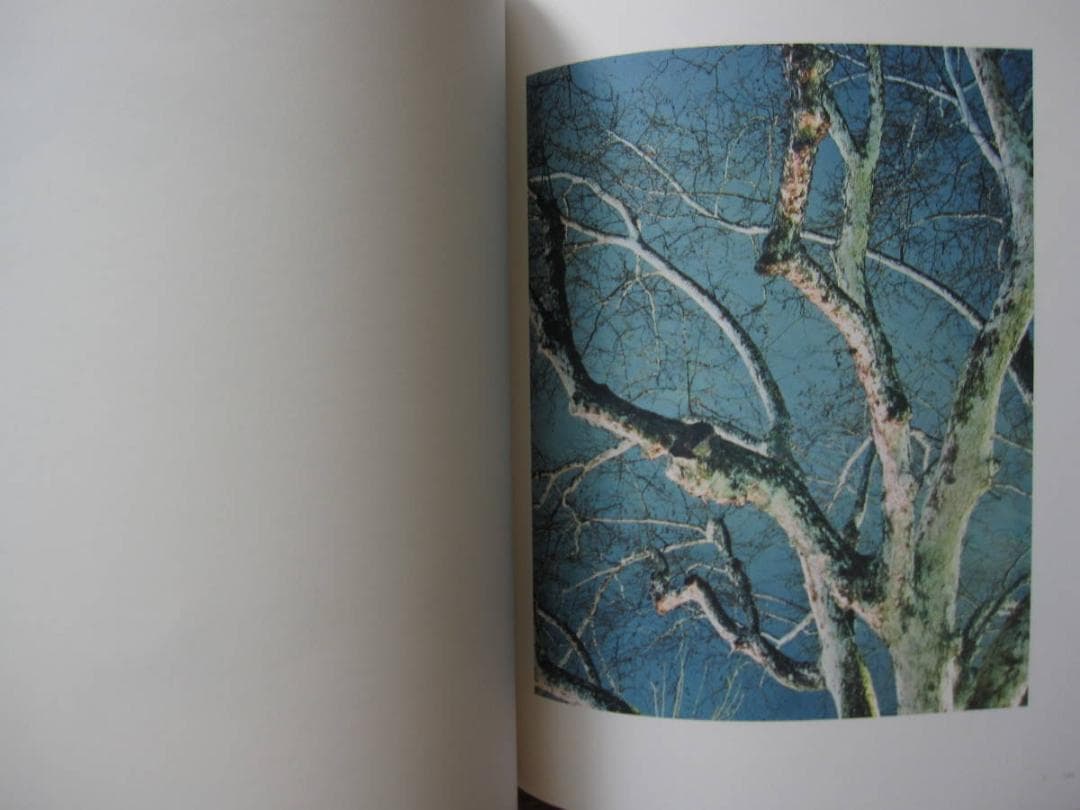 Evidence　Diana Martar　ダイアナ・マーター