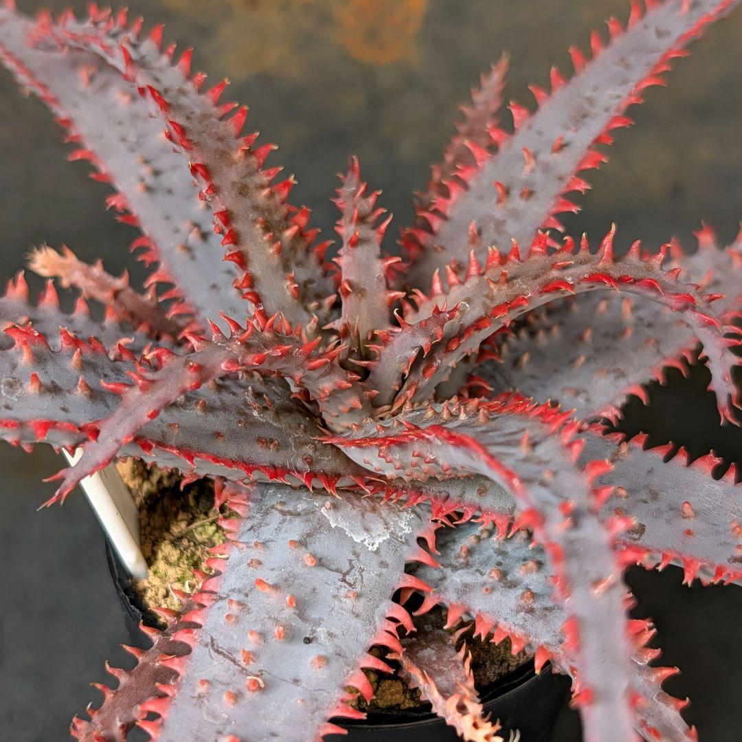 多肉植物 アロエ ワイリーコヨーテ