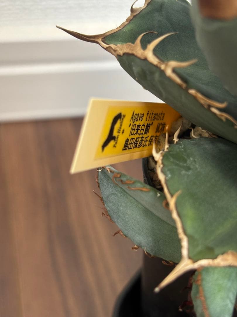 アガベ　チタノタ　旧来白鯨　子株